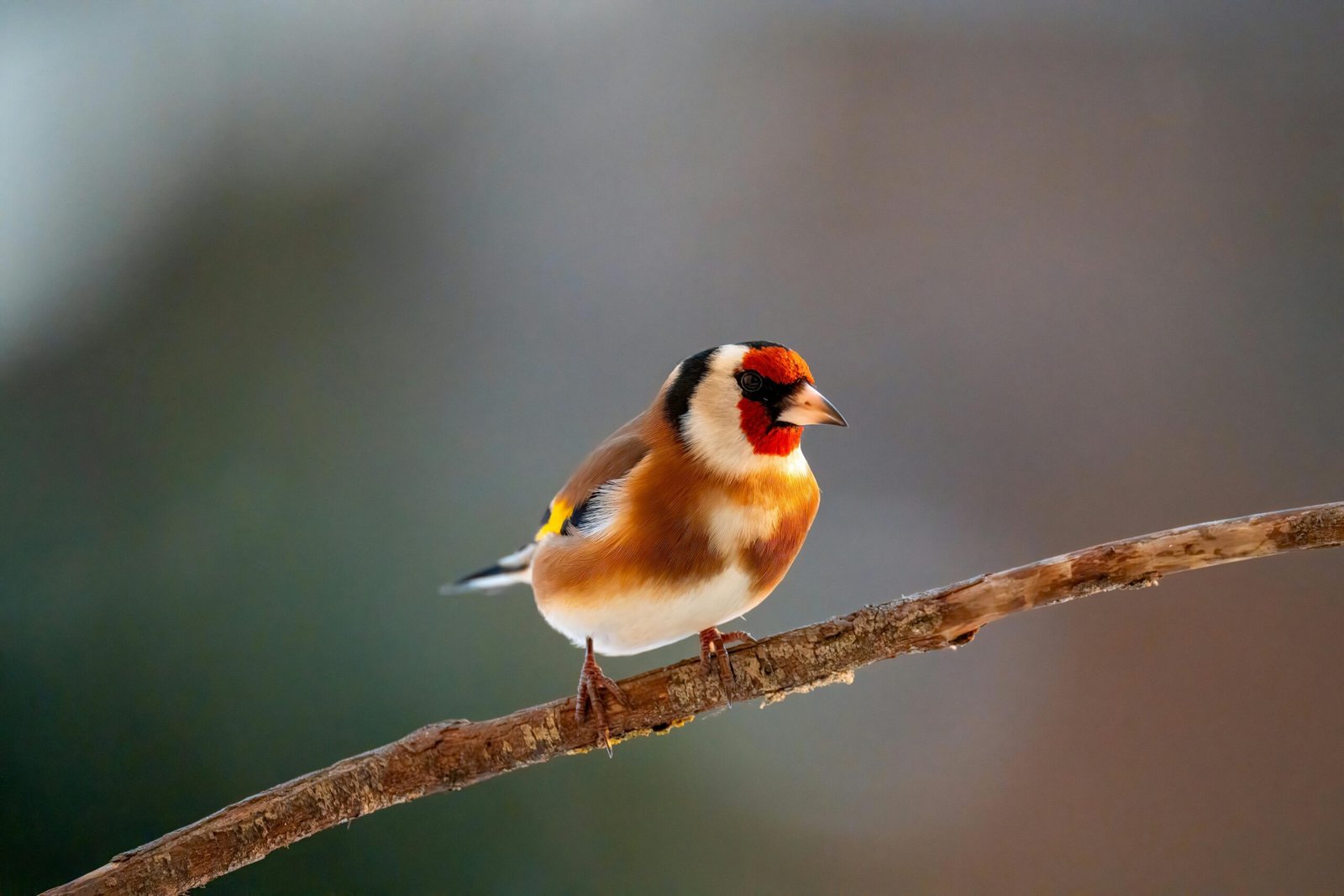 A vibrant European Goldfinch perched on a twig, showcasing its striking plumage in a natural setting.